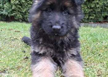 owczarek niemiecki długowłosy