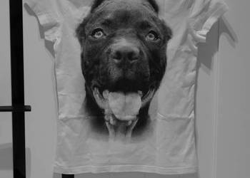 Pitbull rewelacyjna koszulka 34 XS