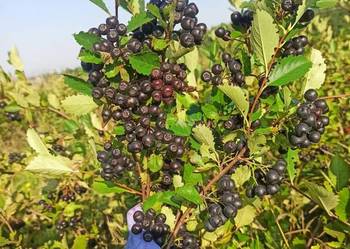 Aronia. Wysyłka. Owoce