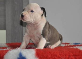 Amstaff zkwp fci BLUE piesek