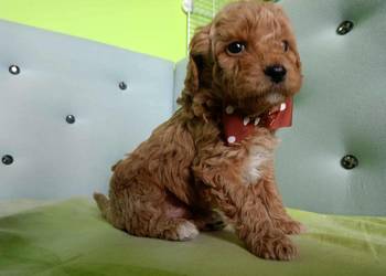 Maltipoo F1b