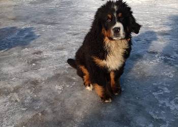 Piesek Berneński Pasterski