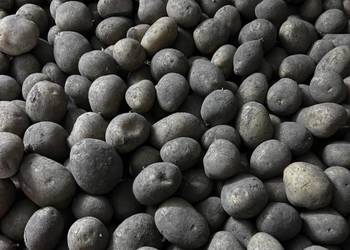 Ziemniaki Lilly z własnej uprawy