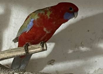 Rozella królewska samica młoda z 2025