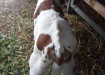 Siano Słoma Zboże Sprzedam Zamienię na bydło Kobyłe