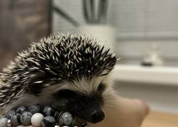 Jeż pigmejski | jeże pigmejskie | transport cały kraj