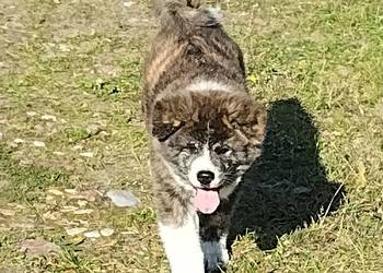 Szczenięta Japońska Akita Inu