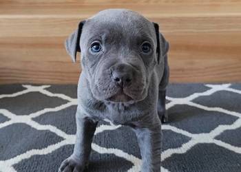 Amstaff błękitne szczenięta
