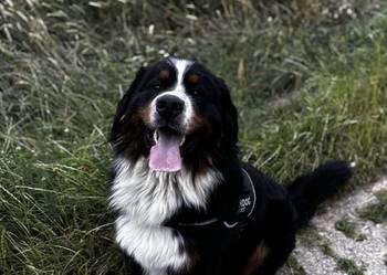 Berneński Pies Pasterski Reproduktor