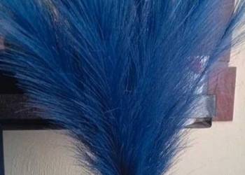 Niebieska trawa pampasowa 20 sztuk