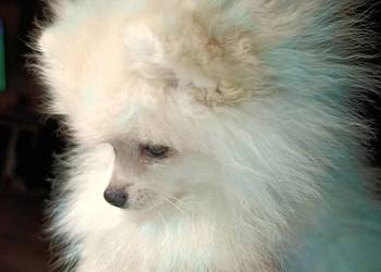 Szpic miniaturowy. Przepiękny maluch.r