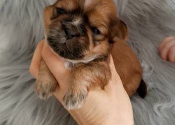 Śliczny złoty piesek rasy Shih-Tzu