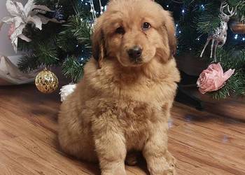 Wilczarz Buriacko Mongolski Bankhar