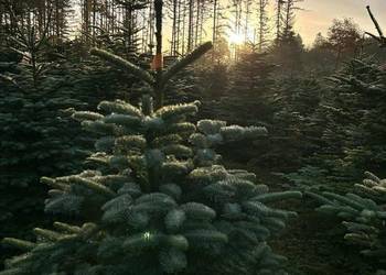 Gałązki świerkowe szyszki na stroiki ozdoby itp