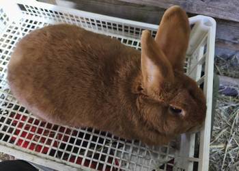 Samice różne  i inne króliki