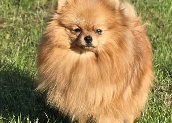 Pomeranian szpic miniaturowy zkwp FCI
