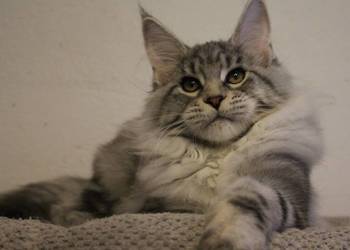 Srebrzysta koteczka maine coon