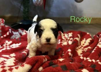 Do Rezerwacji Szczenięta Morkie