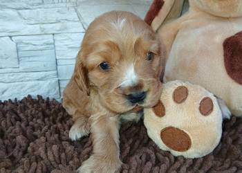 Śliczna sunia cocker spaniel Angielski