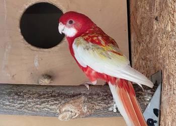 Rozelle Białolice, Barabandy