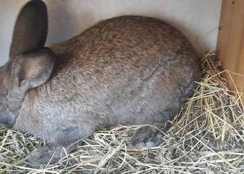 Kroliki mieszance mięsne