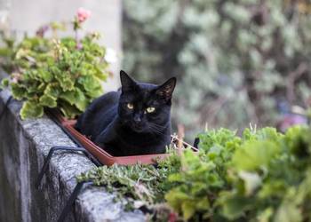 Siatki zabezpieczające