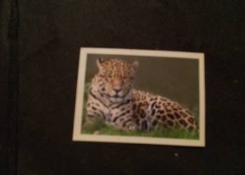 Naklejka  zwierzęta świata jaguar 111