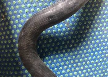 Przewód układu chłodzącego VOLVO PENTA 3852352