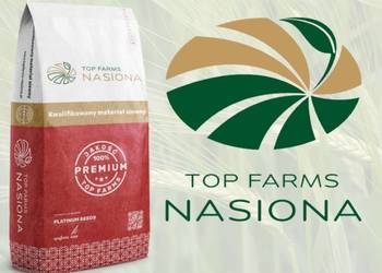 Pszenica jara kwalifikowana C1 Tybalt przewódka