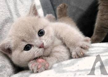 Koty brytyjskie krótkowłose / kocurek liliowy / FPL / Akneri*PL