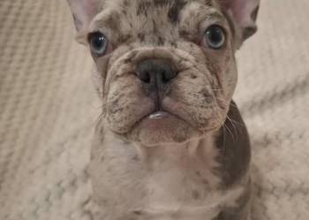 Buldog francuski lilac blue merle sunia