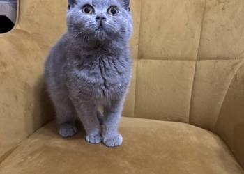 Kocur brytyjski Niebieski FPl