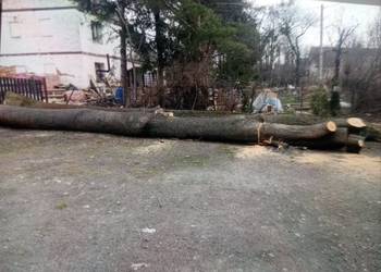 Jesion tartaczny na sprzedaż