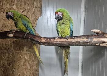 Ara Ambigua (ara Oliwkowa) samica 2025