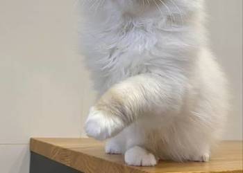 Kocurek ragdoll  prawdziwy międzynarodowy rodowód