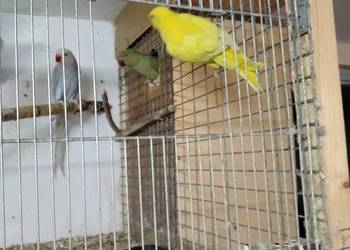 Aleksandertta obrożna sprzedam