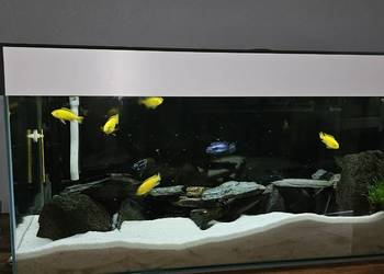 Pyszczaki Yellow i Maingano