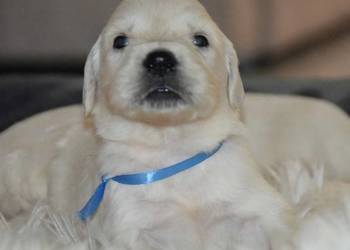 Golden Retriever szczenięta Zkwp fci