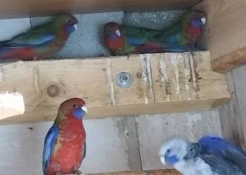 Rozella , rozelle królewskie