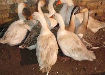 Sprzedam gęsi owsiane