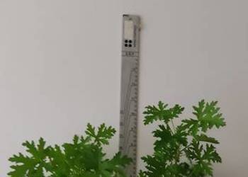 GERANIUM ANGINKA sadzonka