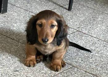 Jamnik długowłosy miniaturowy chłopak