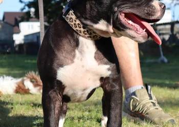 American Staffordsihre Terrier  szczeniak