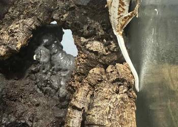 Gekon orzęsiony LillyWhite