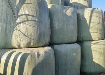 Duże bale siana 2025 r.