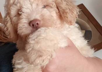 Lagotto Romagnolo