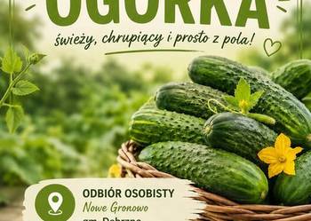Sprzedaż ogórków gruntowych!