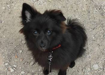Pomeranian / szpic miniaturowy czarny 6 miesięcy, rodowód, wyprawka!