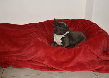 buldog francuski suczka niebieska+paszport