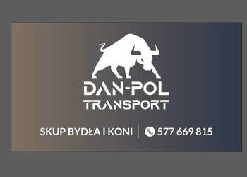 Skup bydła i koni